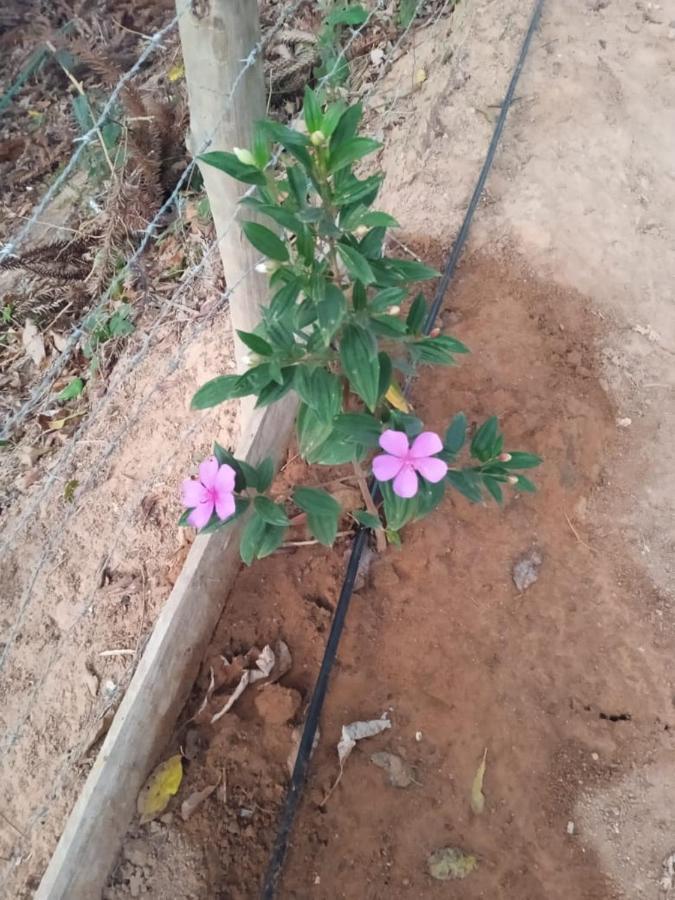 פדרה אזול Casa De Campo Banheira, Lareira E Cachoeira מראה חיצוני תמונה
