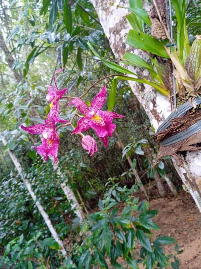 פדרה אזול Casa De Campo Banheira, Lareira E Cachoeira מראה חיצוני תמונה